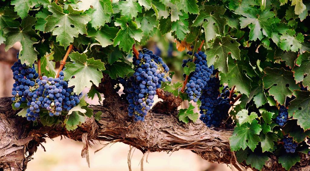Agriturismo Le Vigne Φολίνιο Εξωτερικό φωτογραφία